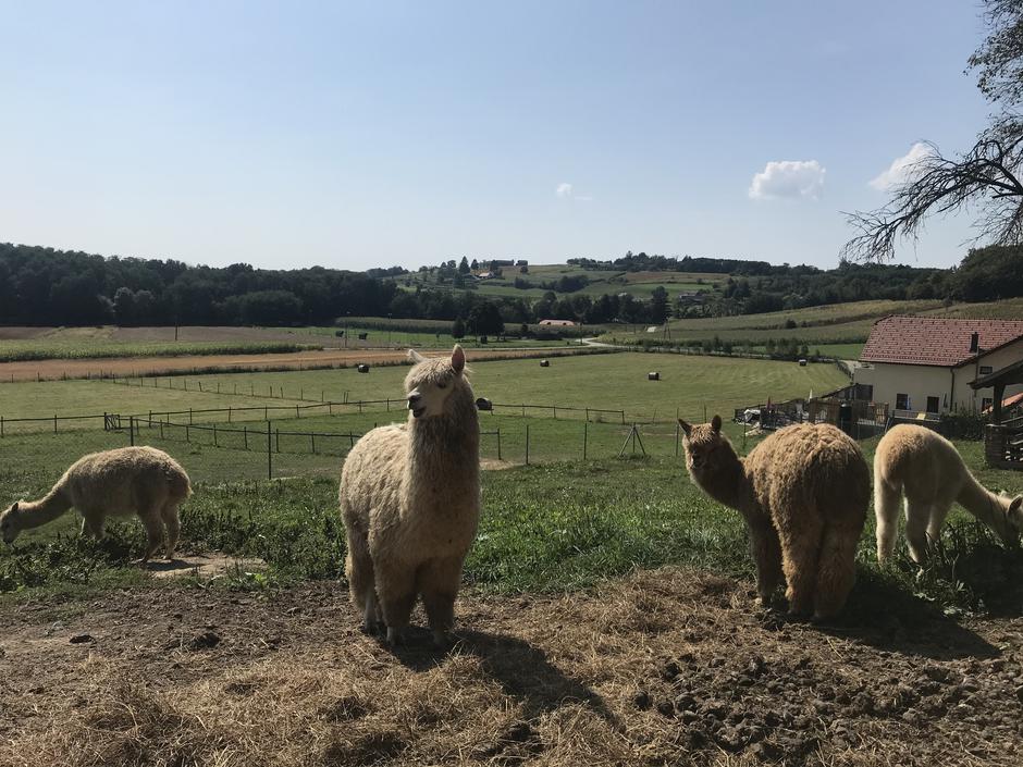 alpake | Avtor: Žurnal24 