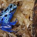 Modre žabe se hranijo z mravljami, termiti in majhnimi insekti, ki se skrivajo v