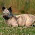 Skye Terrier