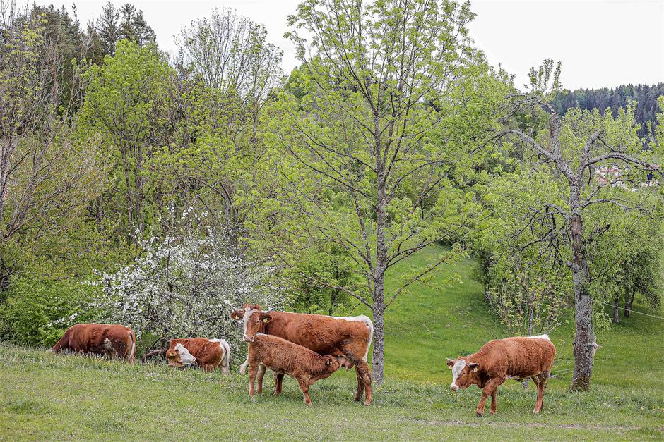 krava | Avtor: Saša Despot