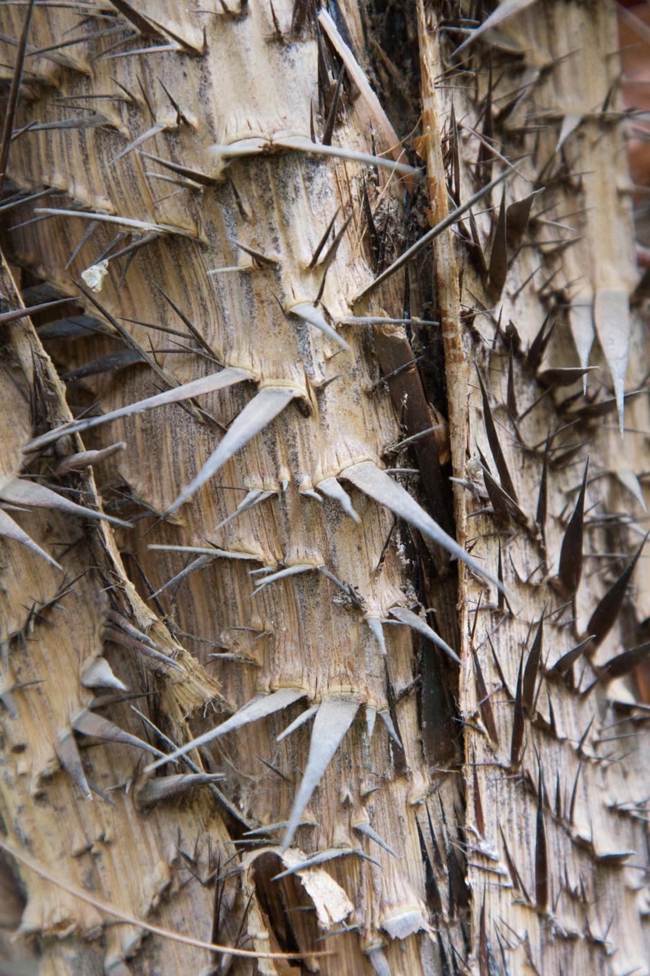 ratan | Avtor: Profimedia