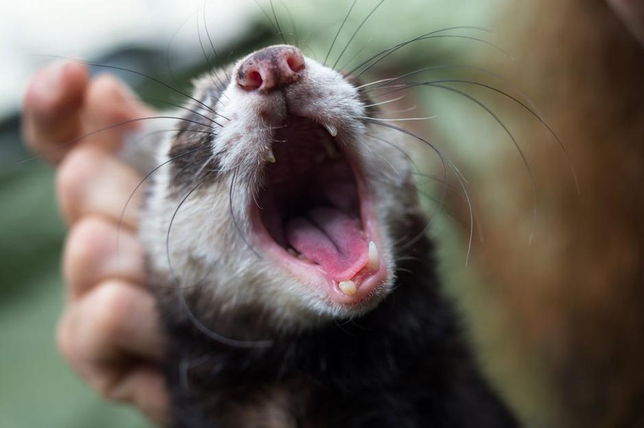 dihur | Avtor: Anže Petkovšek