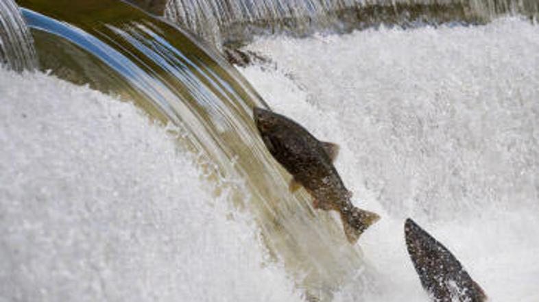 Lososi so se vrnili v pariško reko.