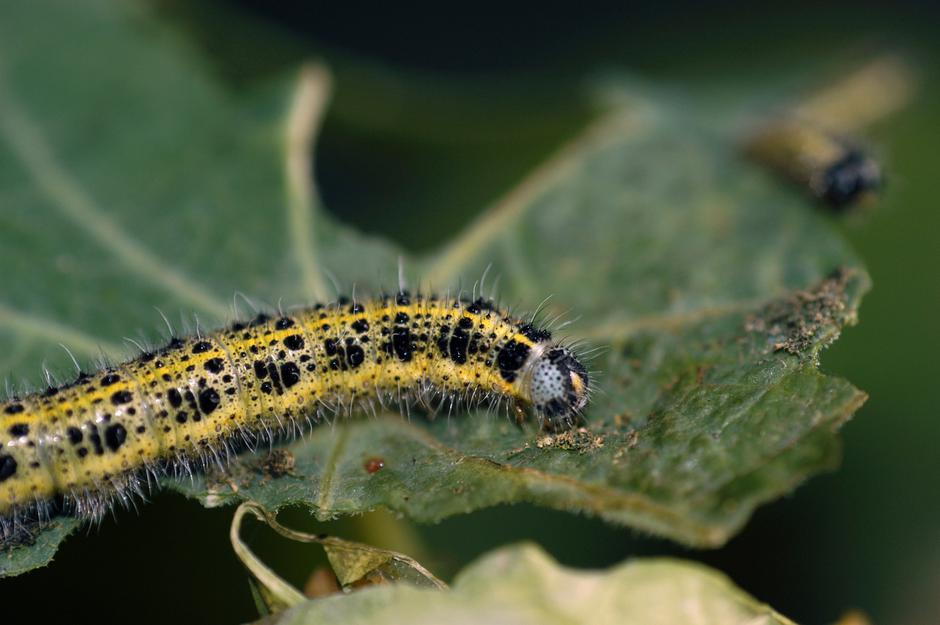 gosenica kapusovega belina | Avtor: Profimedia