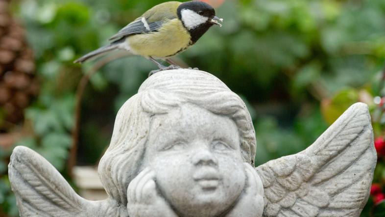 velika sinica (Parus major)