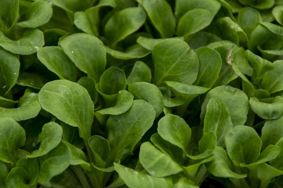 zelenjavni vrt | Avtor: Profimedia