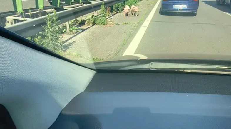 svinje na avtocesti