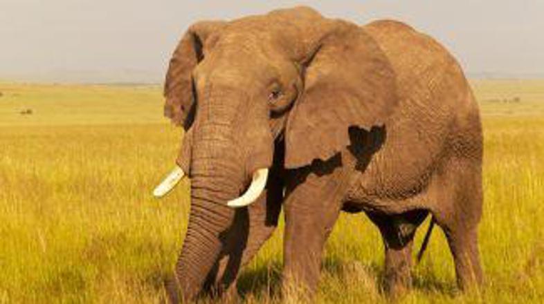 Fotosafarai je nepozabno doživetje.