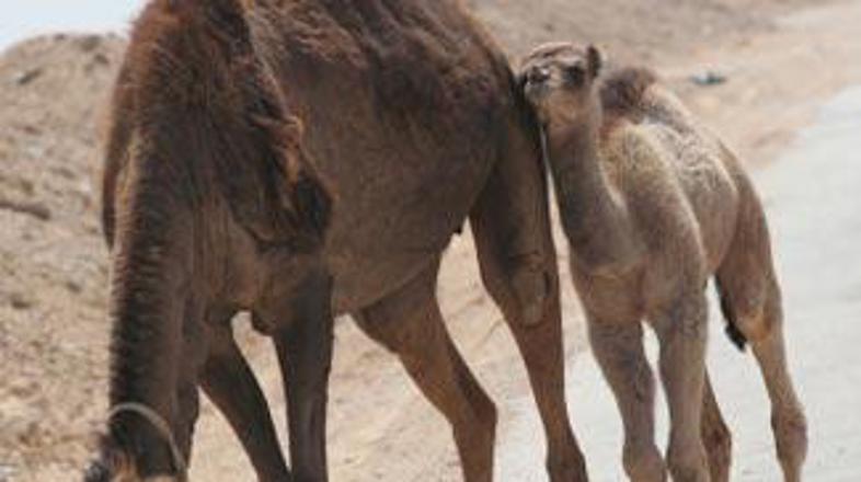 Kamele so presenetile Avstrijce.