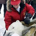 Vladimir Putin, polarni medved