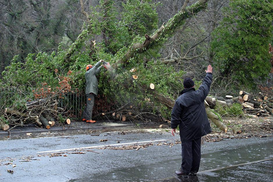 Podrto drevo | Avtor: Profimedia