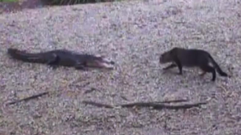 Mačka proti aligatorju