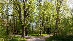 pomlad narava park drevesa ljudje se sprehajajo