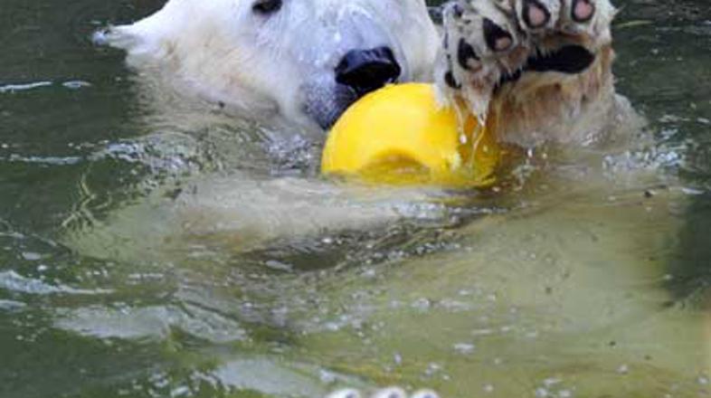 Medvede je presenetila nenavadna obiskovalka.