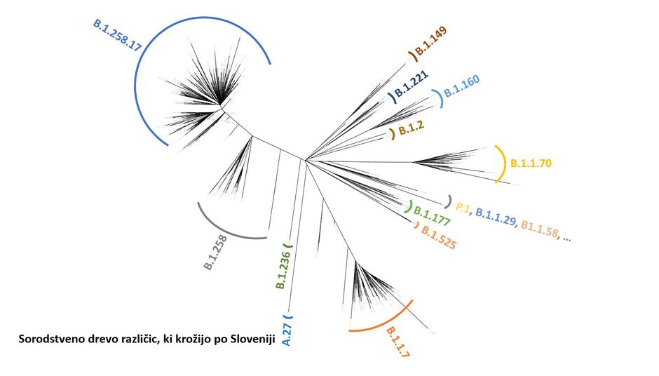 epidemija različice virusa | Avtor: Nacionalni laboratorij za zdravje, okolje in hrano