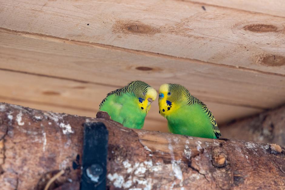 skobčevka, ptica | Avtor: Profimedia