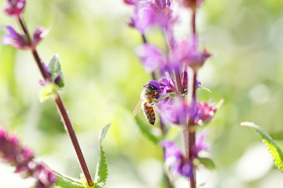 Cvetni prah | Avtor: Profimedias