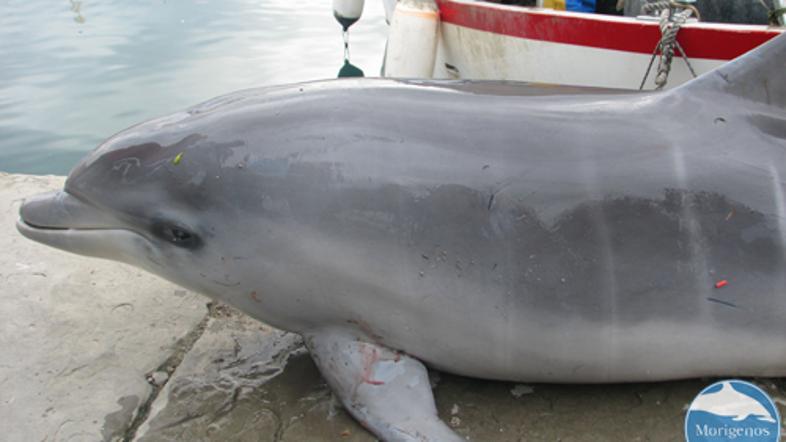 Delfin pri Izoli