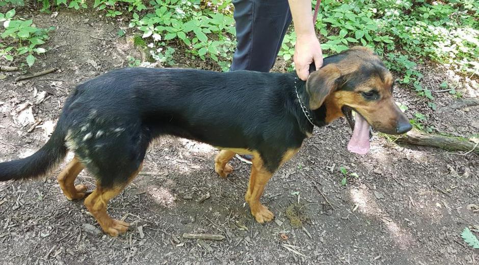 Maja | Avtor: Zavetišče Maribor