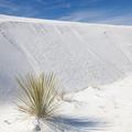 white sands