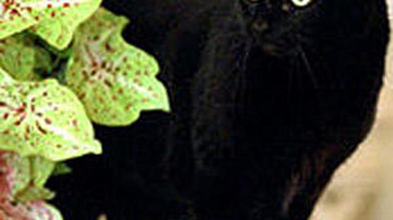 Prve mačke ZDA ni več.