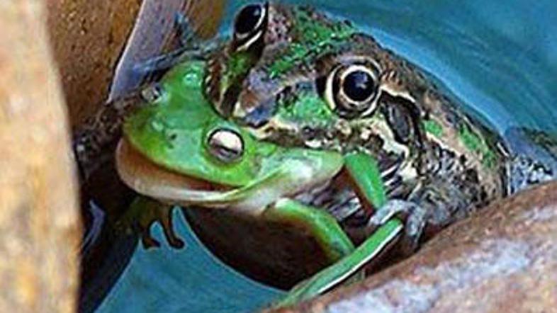 Lačna žabica se je odločila, da bo pojedla svojega tovariša.