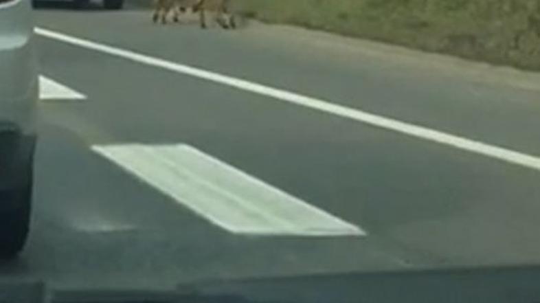 Ovčarja na ljubljanski obvoznici