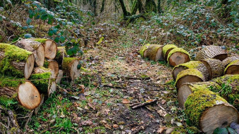 podiranje drevesa žaga hlod