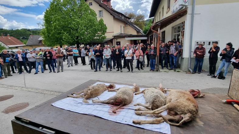 kadavri ovce, Gorje, protest kmetov